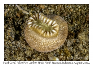 Hard Coral