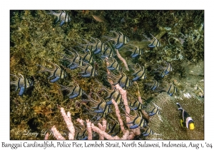 Banggai Cardinalfish