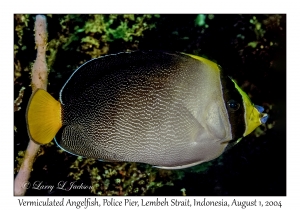 Vermiculated Angelfish