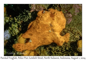 Painted Frogfish