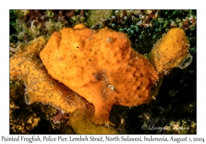Painted Frogfish