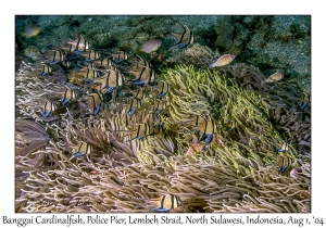 Banggai Cardinalfish