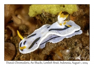 Diana's Chromodoris