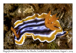 Magnificent Chromodoris