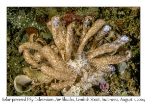 Solar-powered Phyllodesmium