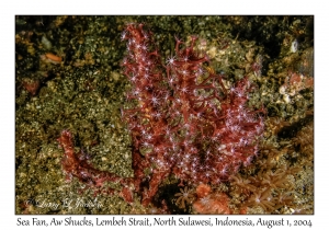 Sea Fan