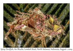 Spiny Devilfish