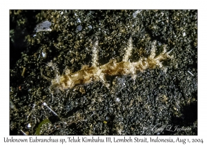 Unknown Eubranchus species