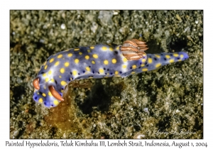 Painted Hypselodoris