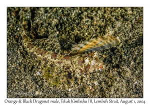 Orange & Black Dragonet male