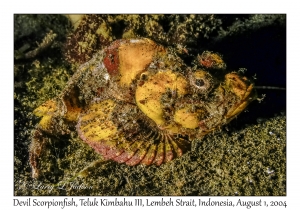 Devil Scorpionfish