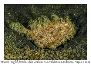 Striated Frogfish female