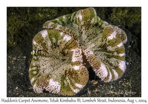 Haddon's Carpet Anemone