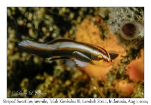 Striped Sweetlips juvenile