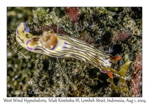 West Wind Hypselodoris
