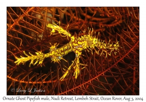 Ornate Ghost Pipefish male