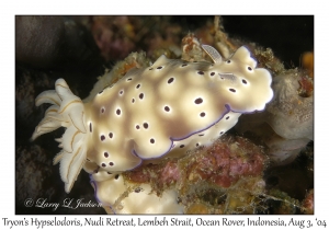 Tryon's Hypselodoris