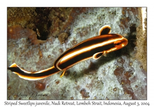 Striped Sweetlips juvenile