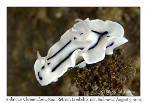 Unknown Chromodoris