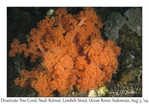Divaricate Tree Coral