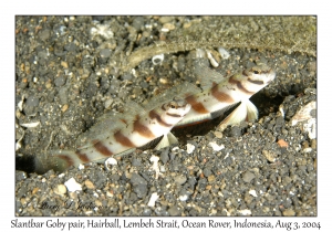 Slantbar Shrimpgobies