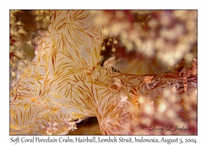 Soft Coral Porcelain Crab