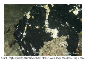 Giant Frogfish female