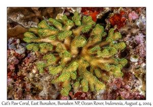 Cat's Paw Coral