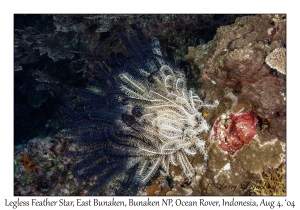 Legless Feather Star
