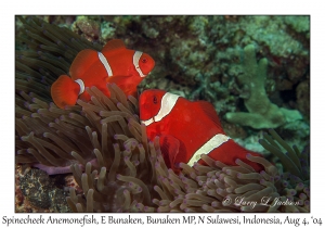 Spinecheek Anemonefish
