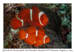 Spinecheek Anemonefish