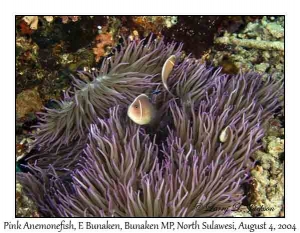 Pink Anemonefish in Leathery Sea Anemone