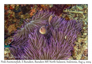 Pink Anemonefish