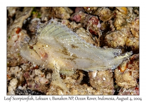 Leaf Scorpionfish