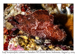 Leaf Scorpionfish