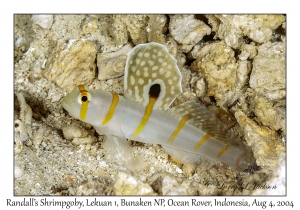 Randall's Shrimpgoby