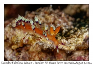 Desirable Flabellina