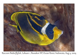 Raccoon Butterflyfish