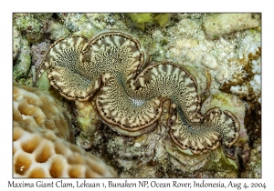 Maxima Giant Clam