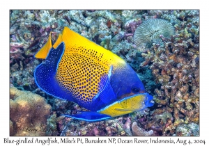 Blue-girdled Angelfish