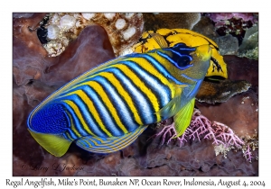 Regal Angelfish