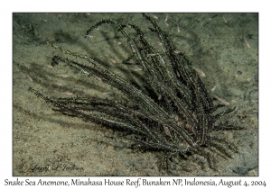 Snake Sea Anemone