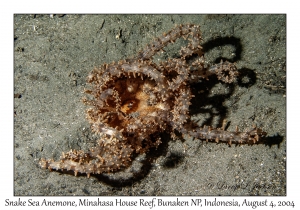 Snake Sea Anemone