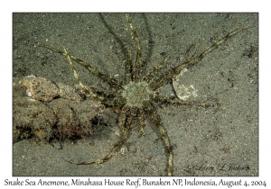 Snake Sea Anemone