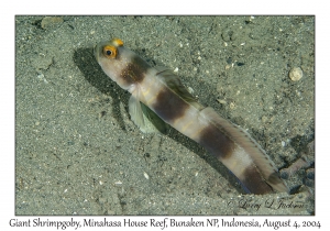 Giant Shrimpgoby