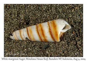 White-margined Auger