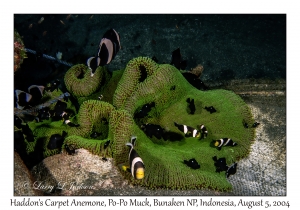 Haddon's Carpet Anemone