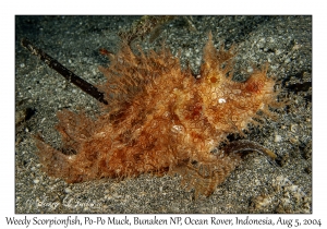 Weedy Scorpionfish
