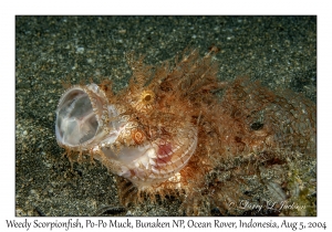 Weedy Scorpionfish