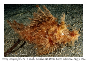 Weedy Scorpionfish